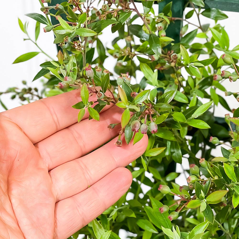 PLANCHU 果樹 ビルベリー トレリス仕立て 5号鉢 受け皿付き 育て方説明書付き Vaccinium myrtillus 苗 苗木 庭木 植木 ブルーベリー