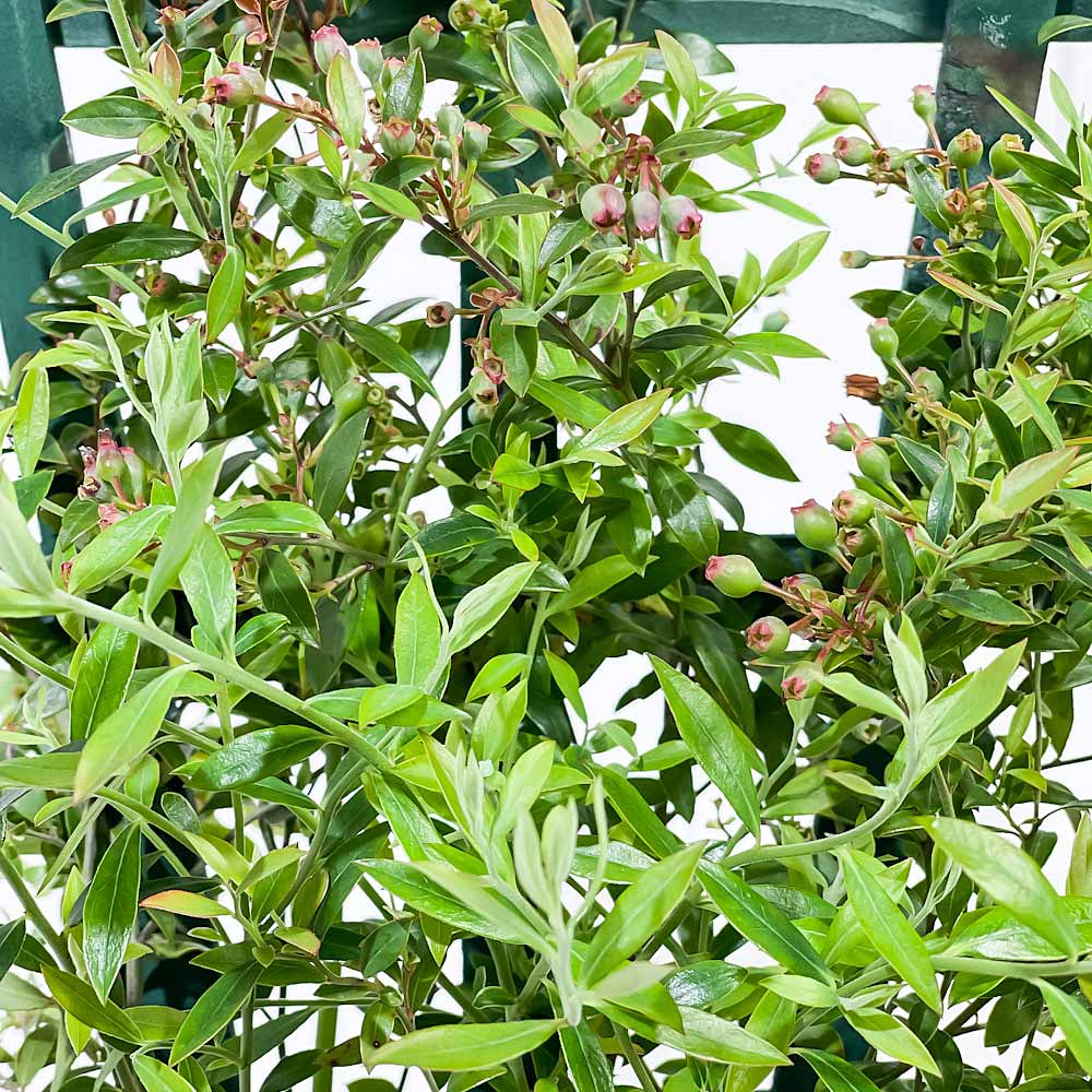 PLANCHU 果樹 ビルベリー トレリス仕立て 5号鉢 受け皿付き 育て方説明書付き Vaccinium myrtillus 苗 苗木 庭木 植木 ブルーベリー
