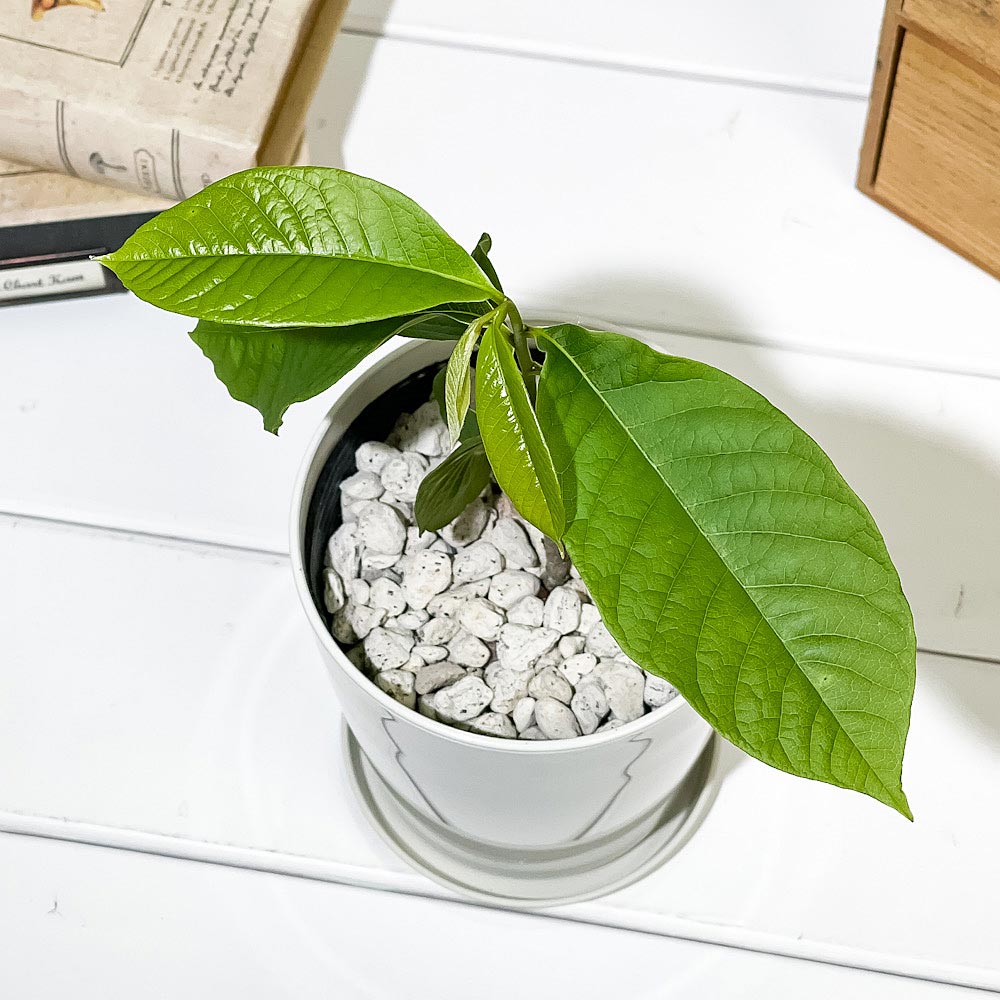 PLANCHU 熱帯果樹 ポポー 4号鉢 受け皿付き 育て方説明書付き Asimina triloba ポポーノキ 幻のフルーツ 苗 苗木 庭木 植木
