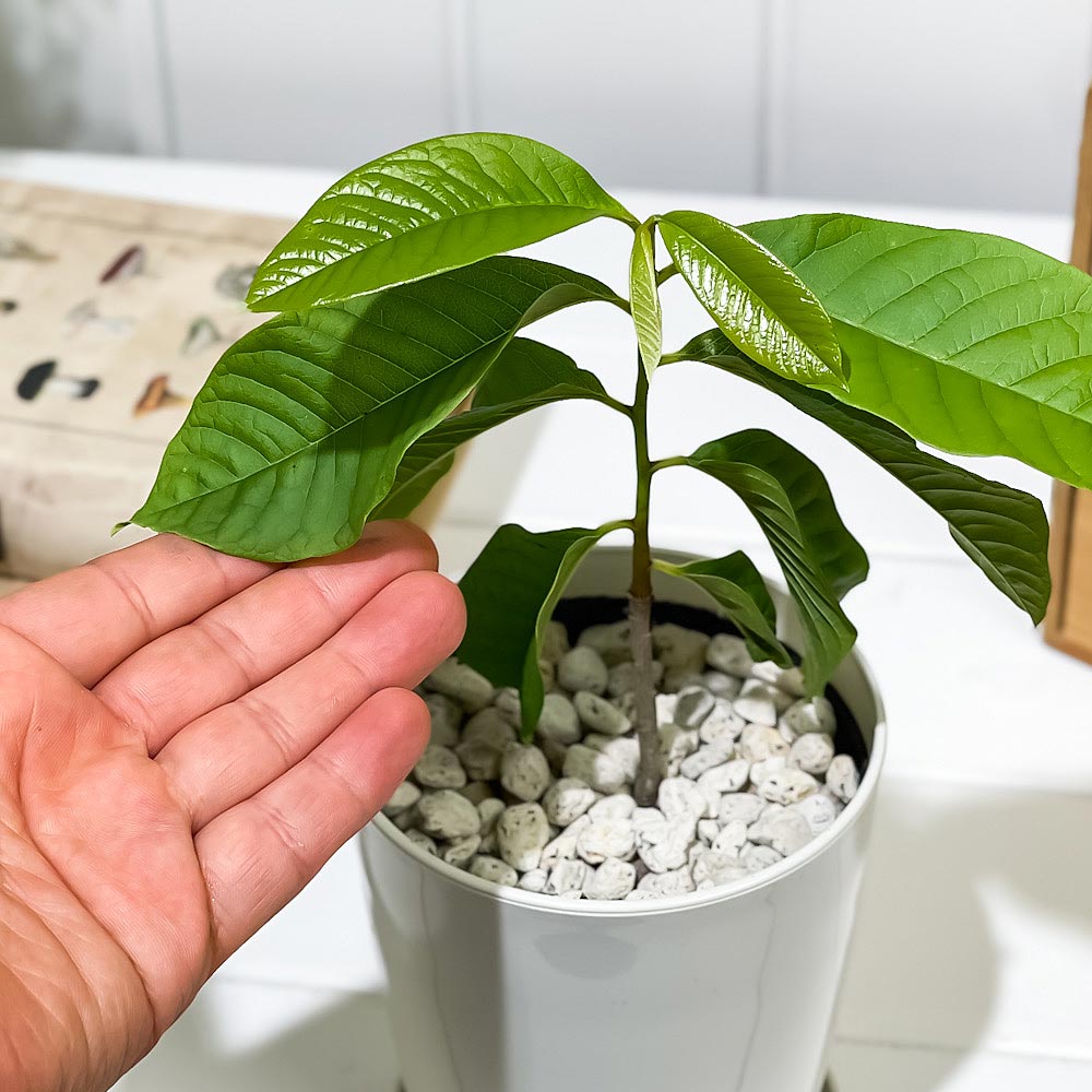 PLANCHU 熱帯果樹 ポポー 4号鉢 受け皿付き 育て方説明書付き Asimina triloba ポポーノキ 幻のフルーツ 苗 苗木 庭木 植木