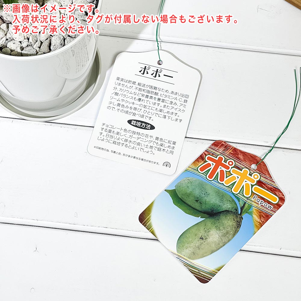 PLANCHU 熱帯果樹 ポポー 4号鉢 受け皿付き 育て方説明書付き Asimina triloba ポポーノキ 幻のフルーツ 苗 苗木 庭木 植木