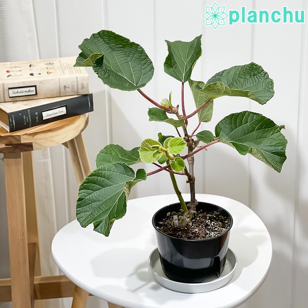 PLANCHU 果樹 キウイフルーツ 雌木 ヘイワード 接ぎ木苗 4号鉢