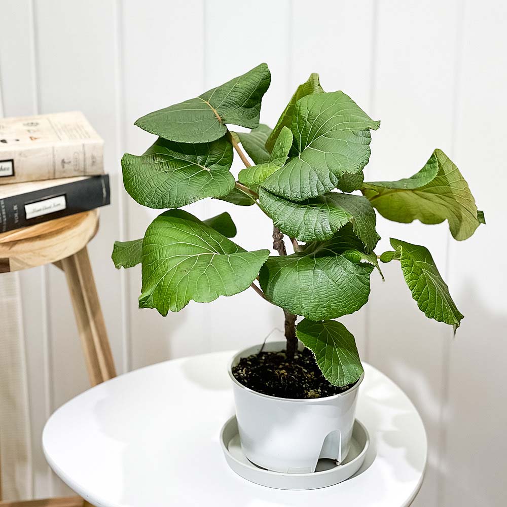 PLANCHU 果樹 キウイフルーツ 雌木 スーパーゴールド 接ぎ木苗 4号鉢 Actinidia chinensis cv. ゴールドキウイ アクチニジア 果樹苗 苗