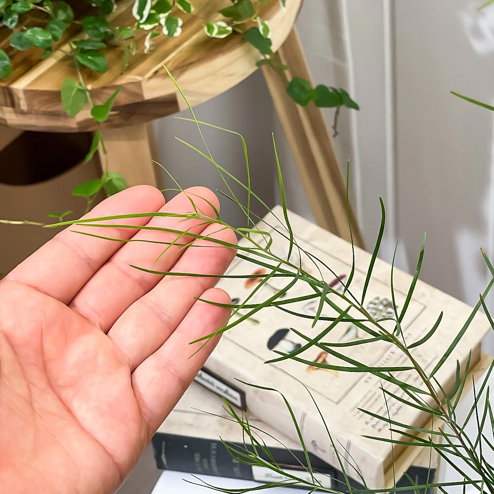 PLANCHU 観葉植物 アカシア フロリバンダ 5号鉢 受け皿付き 育て方説明書付き Acacia floribunda オージープランツ 庭木 花木
