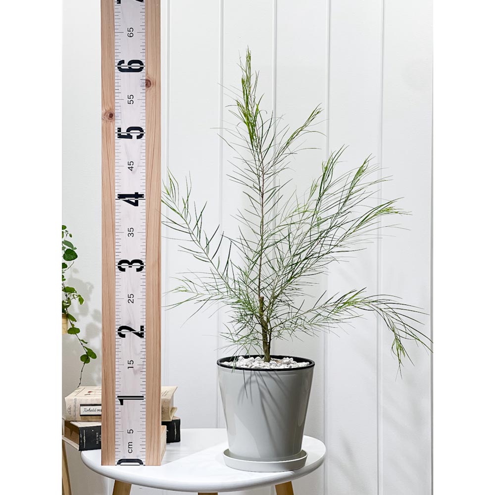 PLANCHU 観葉植物 アカシア フロリバンダ 5号鉢 受け皿付き 育て方説明書付き Acacia floribunda オージープランツ 庭木 花木