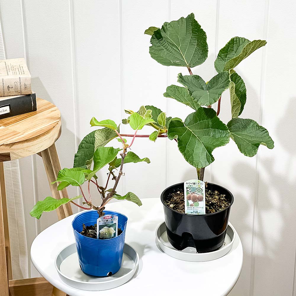 PLANCHU 果樹 キウイフルーツ 雌雄セット ヘイワード & トムリ 接ぎ木苗 3~4号ポット グリーンキウイ アクチニジア 果樹苗 苗