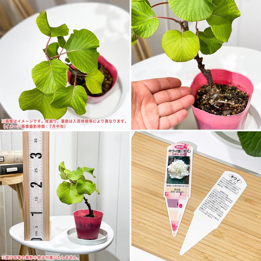 PLANCHU 果樹 キウイフルーツ 雌雄セット スーパーゴールド & 孫悟空 接ぎ木苗 3~4号ポット ゴールドキウイ アクチニジア 果樹苗 苗