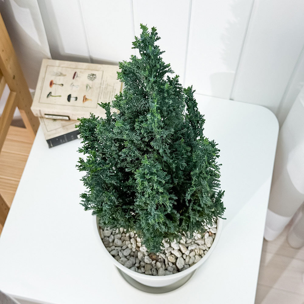 PLANCHU 観葉植物 コニファー シルバースター 7号鉢 受け皿付き 育て方説明書付き Chamaecyparis lawsoniana ‘Ellwoodii’ エルウッディー 庭木 植木 針葉樹 クリスマスツリー