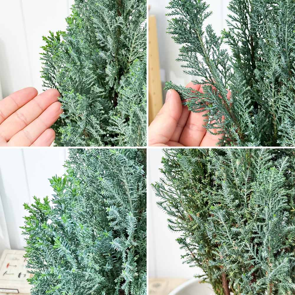 PLANCHU 観葉植物 コニファー シルバースター 7号鉢 受け皿付き 育て方説明書付き Chamaecyparis lawsoniana ‘Ellwoodii’ エルウッディー 庭木 植木 針葉樹 クリスマスツリー