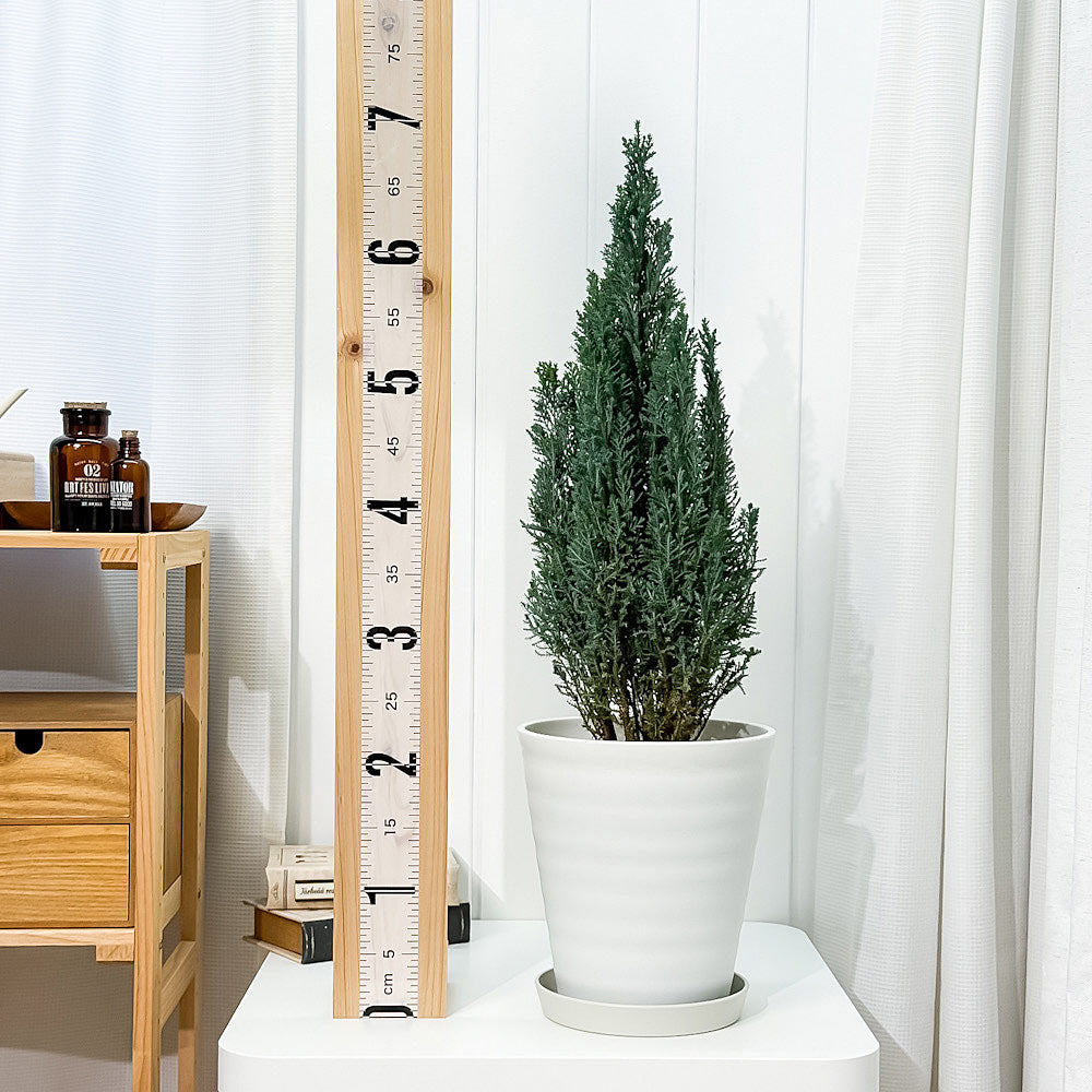 PLANCHU 観葉植物 コニファー シルバースター 7号鉢 受け皿付き 育て方説明書付き Chamaecyparis lawsoniana ‘Ellwoodii’ エルウッディー 庭木 植木 針葉樹 クリスマスツリー