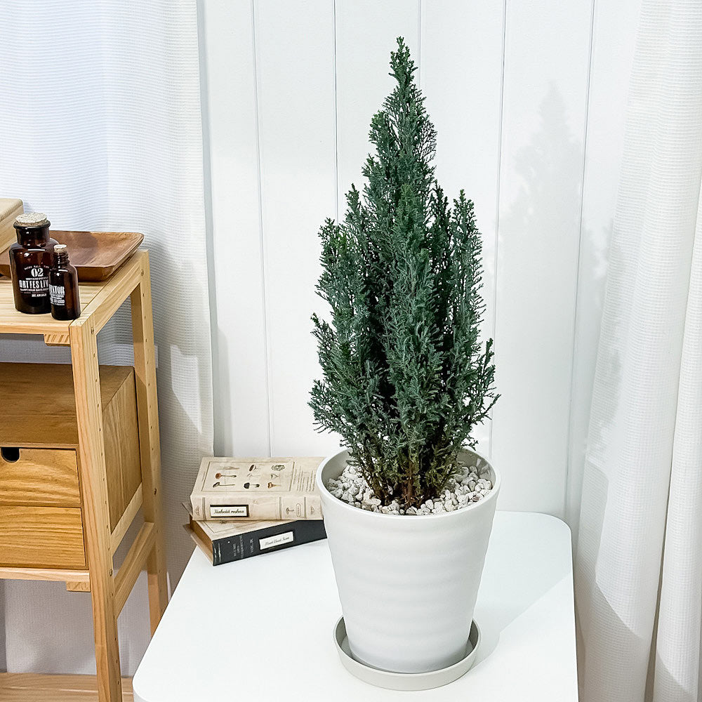 PLANCHU 観葉植物 コニファー シルバースター 7号鉢 受け皿付き 育て方説明書付き Chamaecyparis lawsoniana ‘Ellwoodii’ エルウッディー 庭木 植木 針葉樹 クリスマスツリー