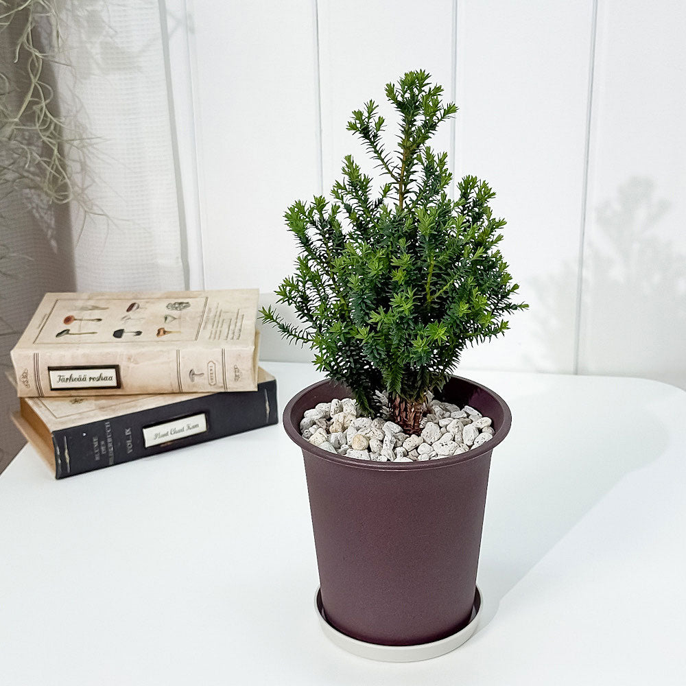 PLANCHU 観葉植物 コニファー レッドスター 4号鉢 受け皿付き 育て方説明書付き Chamaecyparis thyoides ‘Purple Heather’ パープルフェザー 庭木 植木 針葉樹 クリスマスツリー
