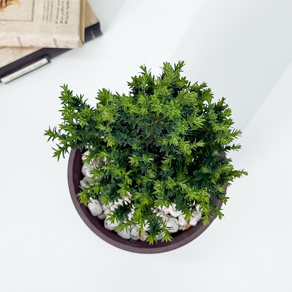PLANCHU 観葉植物 コニファー レッドスター 4号鉢 受け皿付き 育て方説明書付き Chamaecyparis thyoides ‘Purple Heather’ パープルフェザー 庭木 植木 針葉樹 クリスマスツリー