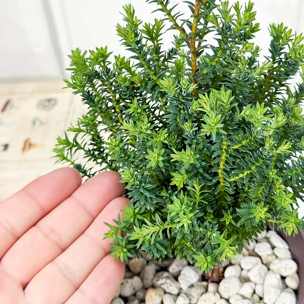 PLANCHU 観葉植物 コニファー レッドスター 4号鉢 受け皿付き 育て方説明書付き Chamaecyparis thyoides ‘Purple Heather’ パープルフェザー 庭木 植木 針葉樹 クリスマスツリー