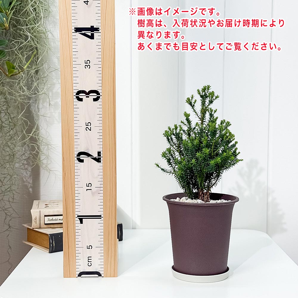 PLANCHU 観葉植物 コニファー レッドスター 4号鉢 受け皿付き 育て方説明書付き Chamaecyparis thyoides ‘Purple Heather’ パープルフェザー 庭木 植木 針葉樹 クリスマスツリー