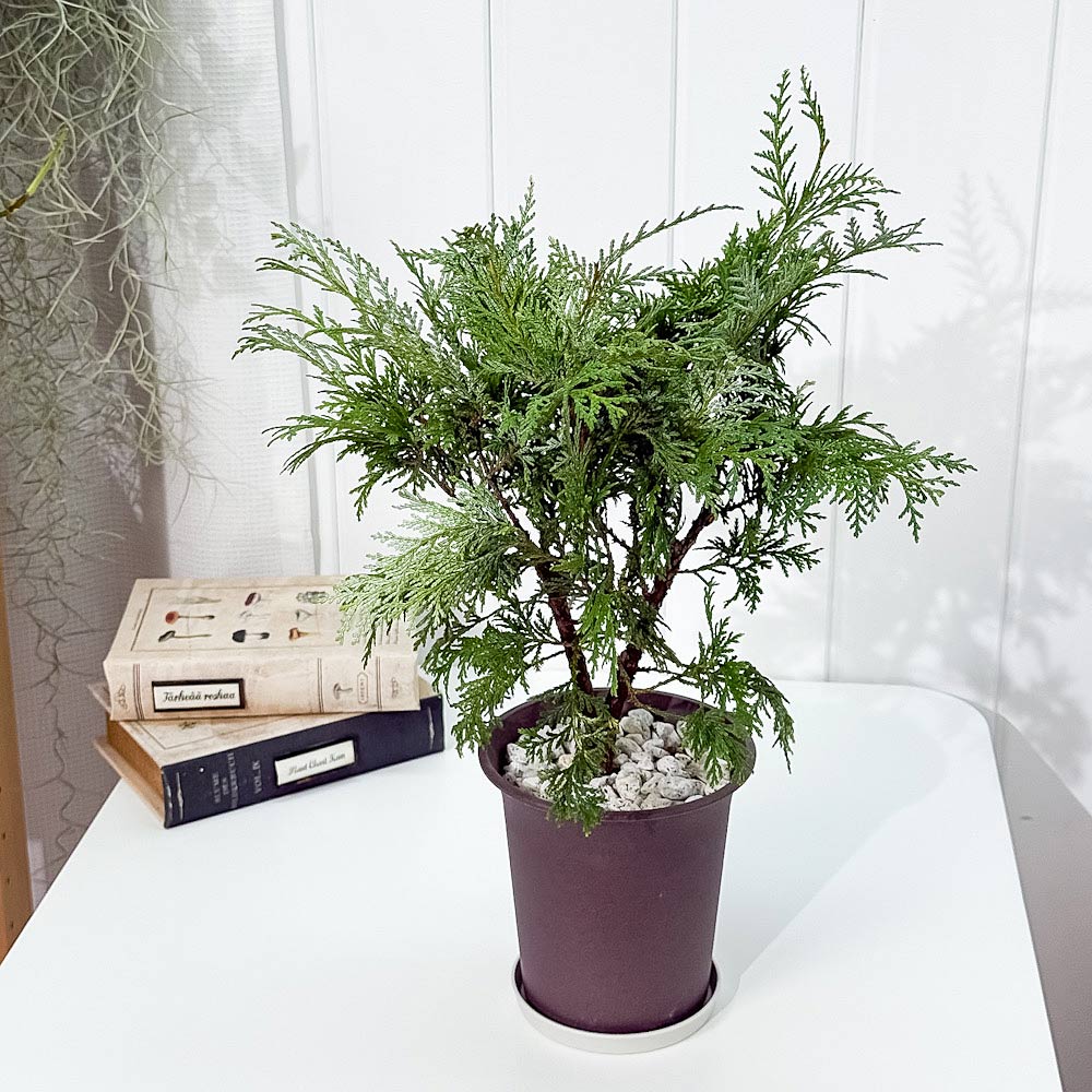 PLANCHU 観葉植物 コニファー グロボーサ 4号鉢 受け皿付き 育て方説明書付き Thuja occidentalis ‘Globosa’ 庭木 植木 針葉樹 クリスマスツリー