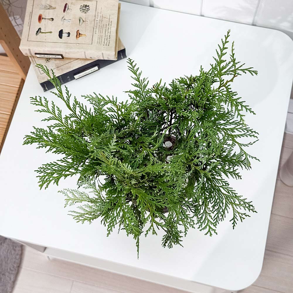 PLANCHU 観葉植物 コニファー グロボーサ 4号鉢 受け皿付き 育て方説明書付き Thuja occidentalis ‘Globosa’ 庭木 植木 針葉樹 クリスマスツリー