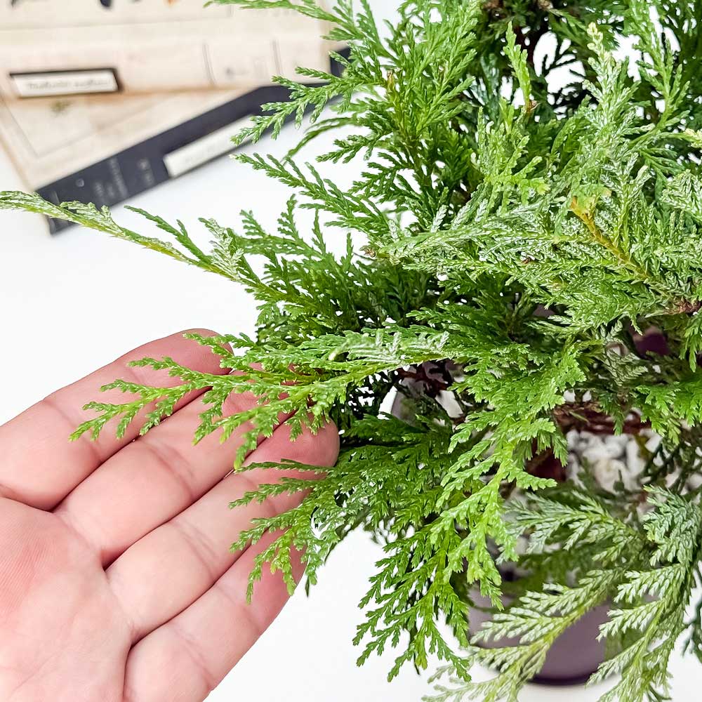 PLANCHU 観葉植物 コニファー グロボーサ 4号鉢 受け皿付き 育て方説明書付き Thuja occidentalis ‘Globosa’ 庭木 植木 針葉樹 クリスマスツリー