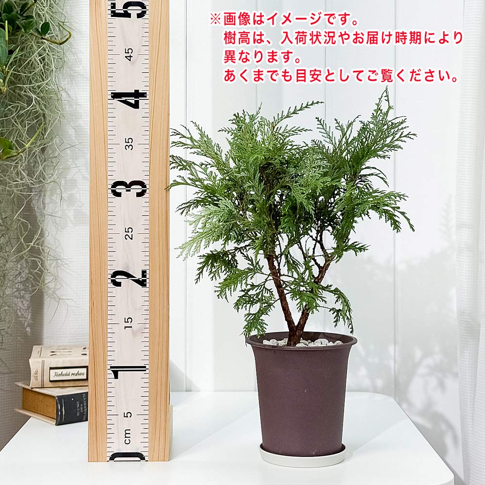 PLANCHU 観葉植物 コニファー グロボーサ 4号鉢 受け皿付き 育て方説明書付き Thuja occidentalis ‘Globosa’ 庭木 植木 針葉樹 クリスマスツリー