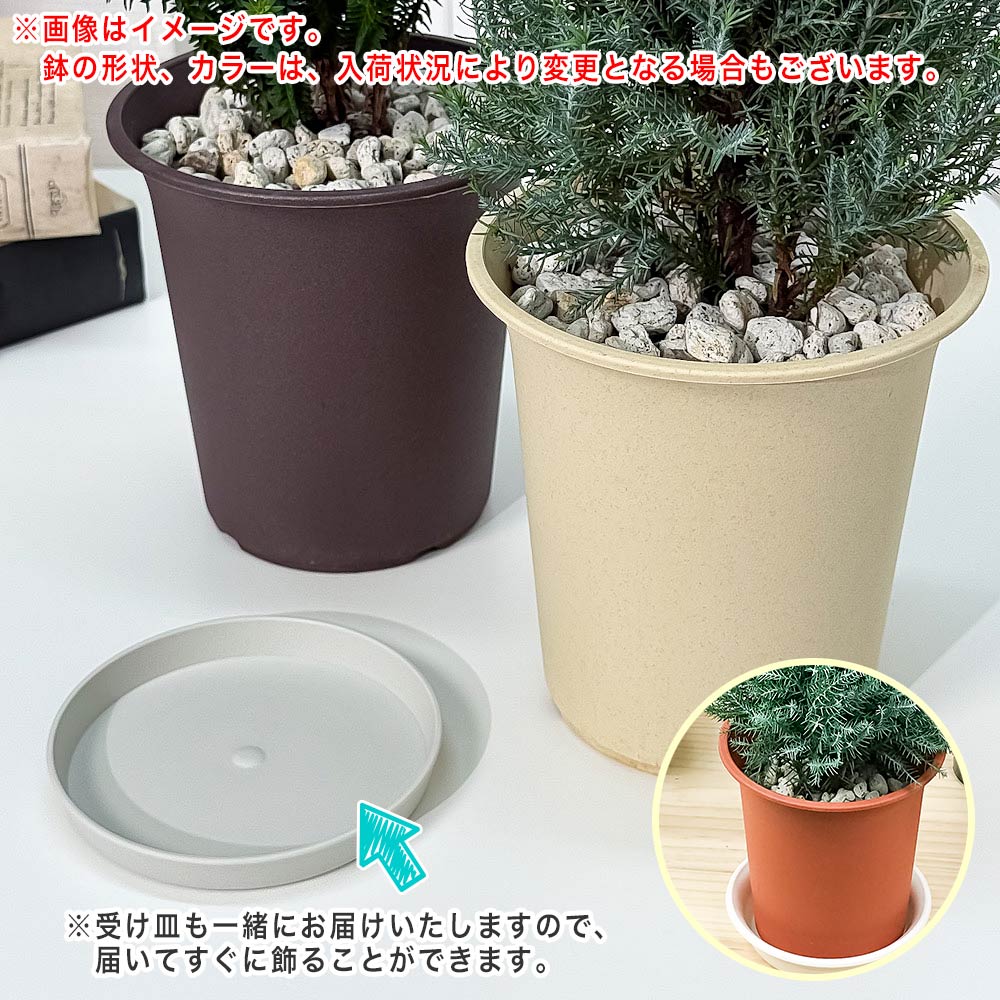 PLANCHU 観葉植物 コニファー グロボーサ 4号鉢 受け皿付き 育て方説明書付き Thuja occidentalis ‘Globosa’ 庭木 植木 針葉樹 クリスマスツリー