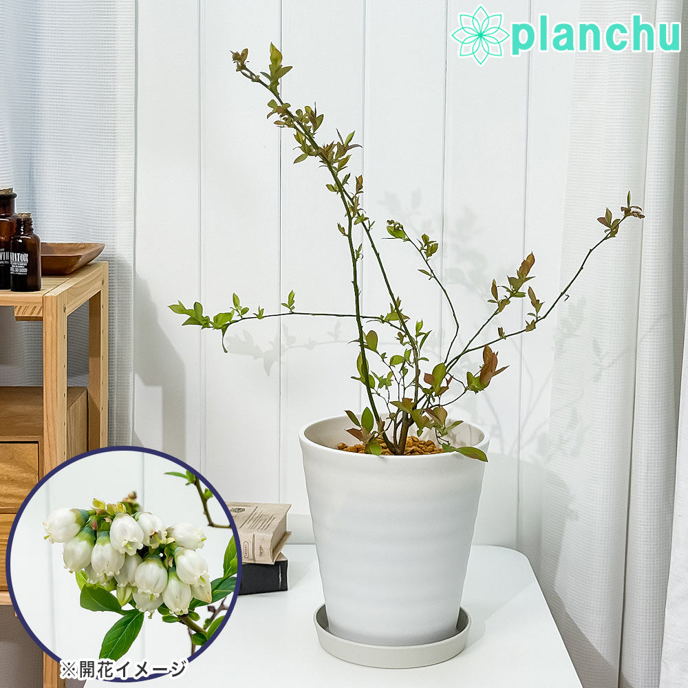 PLANCHU 果樹 ブルーベリー ホームベル 7号鉢 受け皿付き 育て方説明書付き Vaccinium virgatum ‘Home Bell’ ラビットアイ系 苗木 庭木