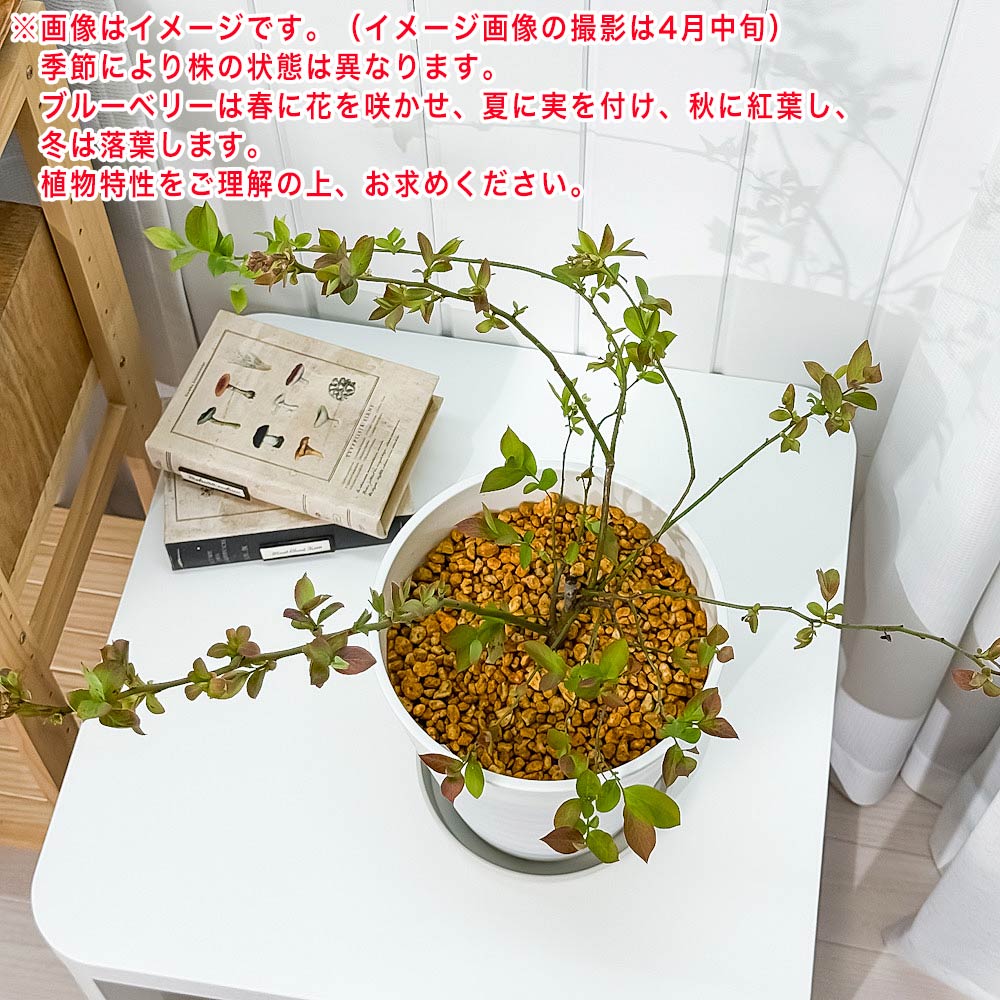 PLANCHU 果樹 ブルーベリー ホームベル 7号鉢 受け皿付き 育て方説明書付き Vaccinium virgatum ‘Home Bell’ ラビットアイ系 苗木 庭木