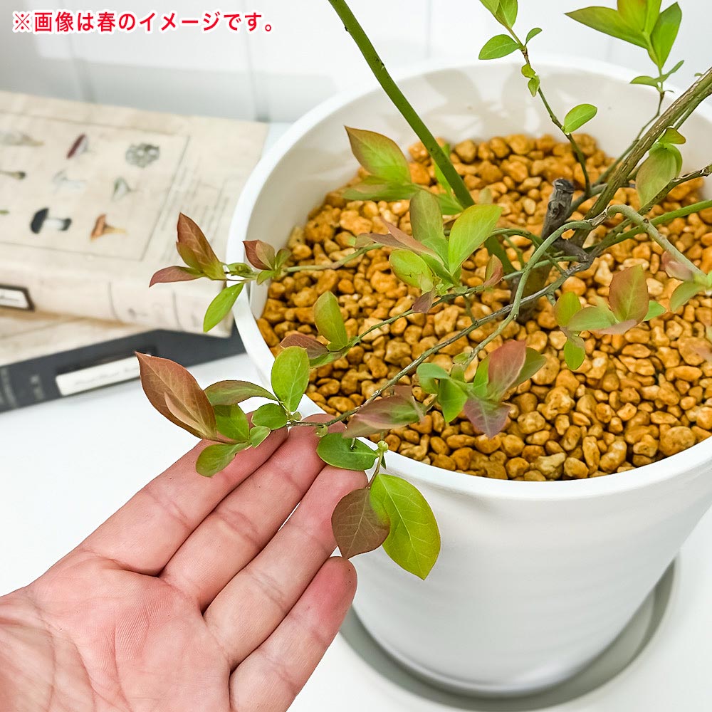 PLANCHU 果樹 ブルーベリー ホームベル 7号鉢 受け皿付き 育て方説明書付き Vaccinium virgatum ‘Home Bell’ ラビットアイ系 苗木 庭木