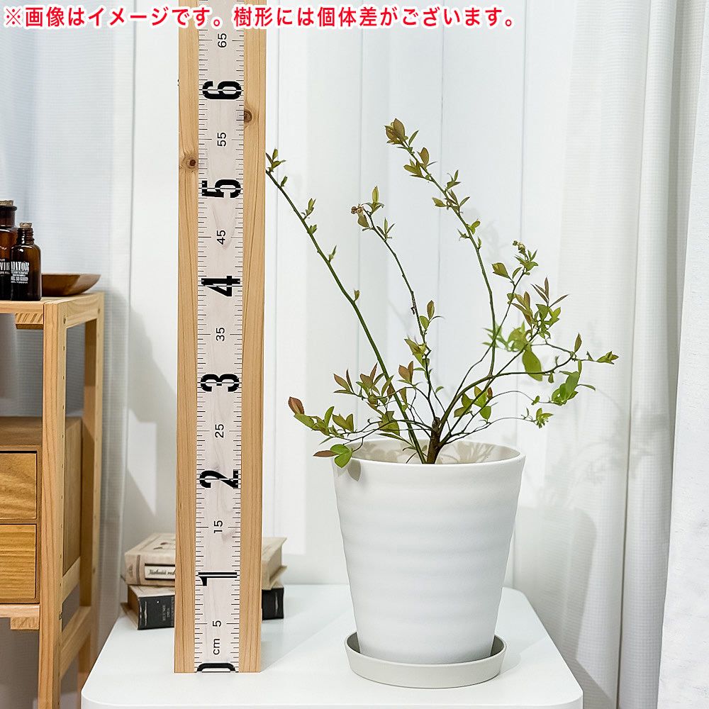 PLANCHU 果樹 ブルーベリー ホームベル 7号鉢 受け皿付き 育て方説明書付き Vaccinium virgatum ‘Home Bell’ ラビットアイ系 苗木 庭木