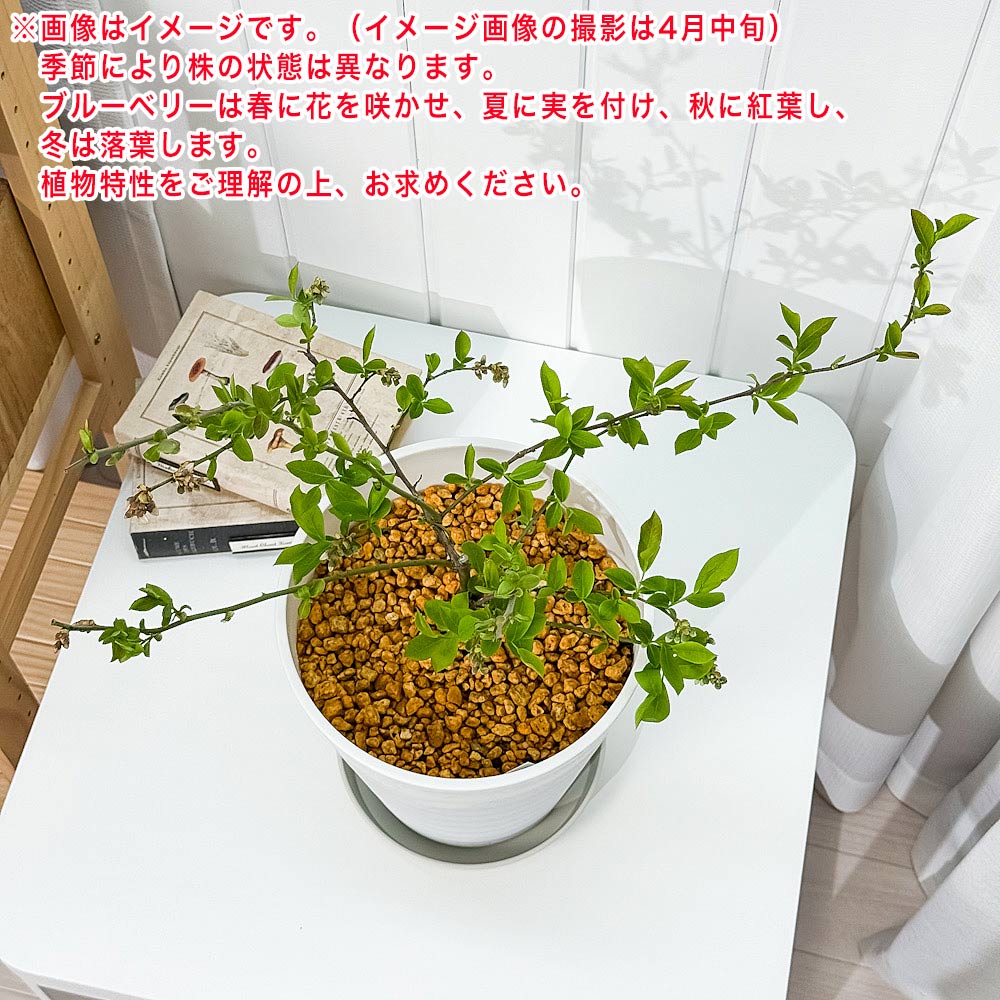 PLANCHU 果樹 ブルーベリー モンゴメリー 7号鉢 受け皿付き 育て方説明書付き Vaccinium virgatum ‘Montgomery’ ラビットアイ系 苗木 庭木