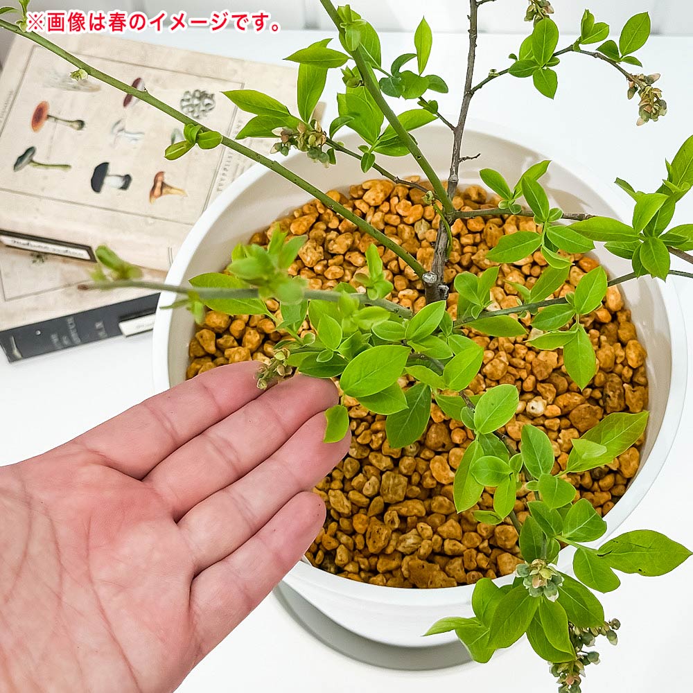 PLANCHU 果樹 ブルーベリー モンゴメリー 7号鉢 受け皿付き 育て方説明書付き Vaccinium virgatum ‘Montgomery’ ラビットアイ系 苗木 庭木