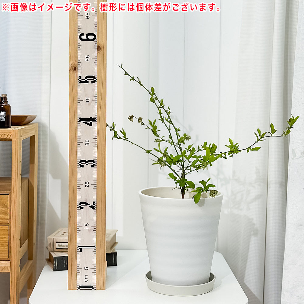 PLANCHU 果樹 ブルーベリー モンゴメリー 7号鉢 受け皿付き 育て方説明書付き Vaccinium virgatum ‘Montgomery’ ラビットアイ系 苗木 庭木