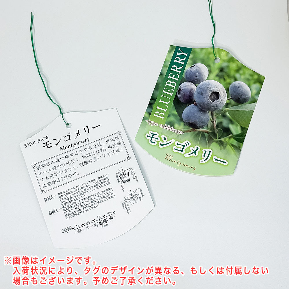 PLANCHU 果樹 ブルーベリー モンゴメリー 7号鉢 受け皿付き 育て方説明書付き Vaccinium virgatum ‘Montgomery’ ラビットアイ系 苗木 庭木