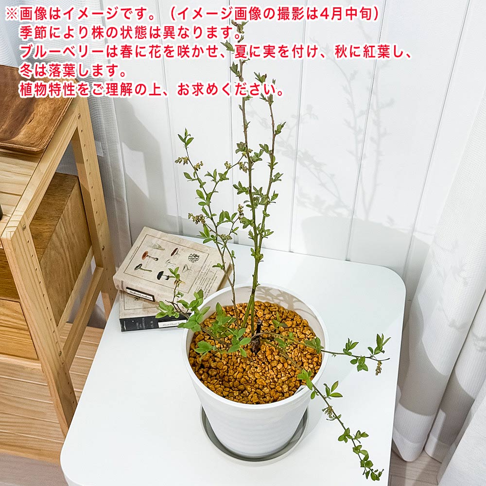 PLANCHU 果樹 ブルーベリー ボールドウィン 7号鉢 受け皿付き 育て方説明書付き Vaccinium virgatum ‘Bald Win’ ラビットアイ系 苗木 庭木