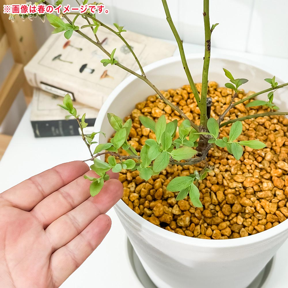 PLANCHU 果樹 ブルーベリー ボールドウィン 7号鉢 受け皿付き 育て方説明書付き Vaccinium virgatum ‘Bald Win’ ラビットアイ系 苗木 庭木