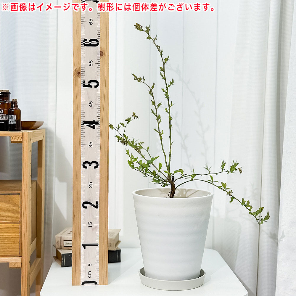 PLANCHU 果樹 ブルーベリー ボールドウィン 7号鉢 受け皿付き 育て方説明書付き Vaccinium virgatum ‘Bald Win’ ラビットアイ系 苗木 庭木