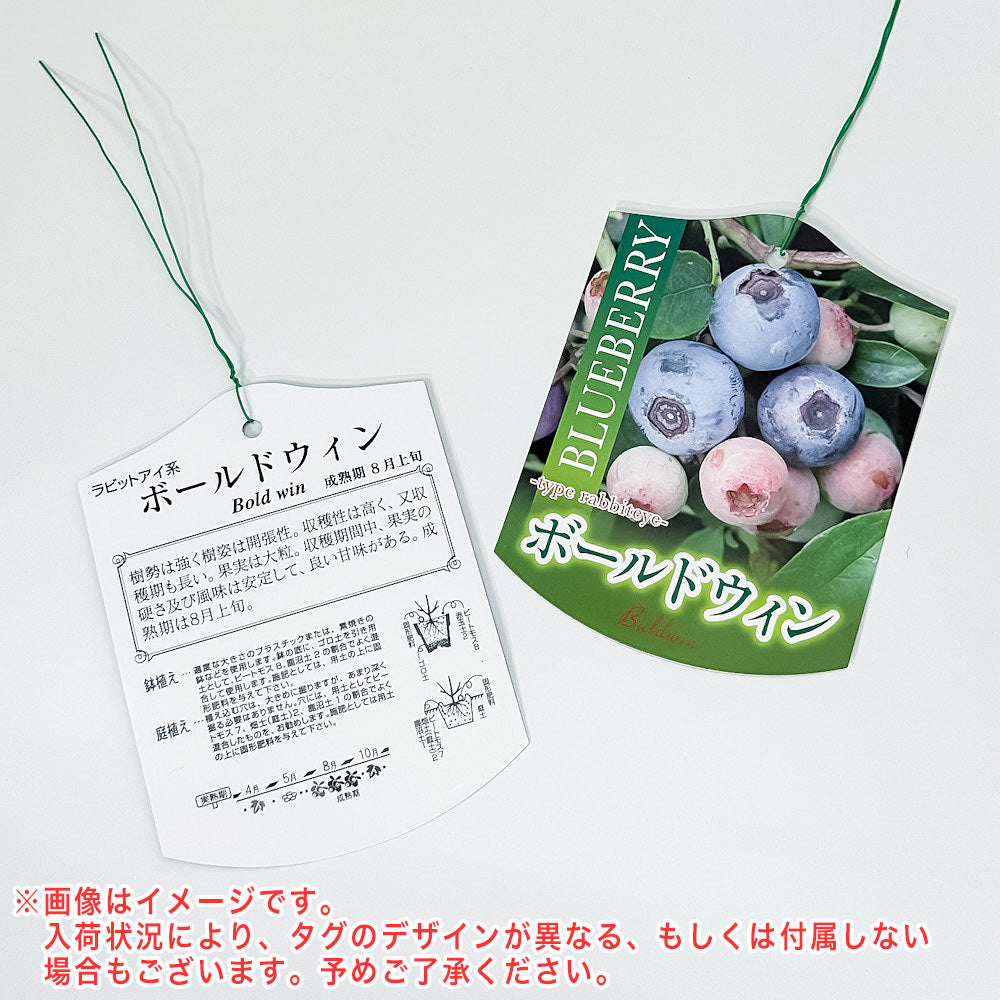 PLANCHU 果樹 ブルーベリー ボールドウィン 7号鉢 受け皿付き 育て方説明書付き Vaccinium virgatum ‘Bald Win’ ラビットアイ系 苗木 庭木