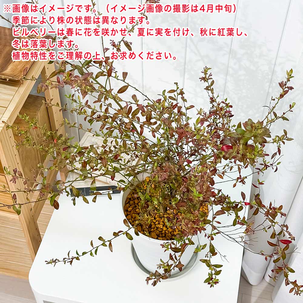 PLANCHU 果樹 ビルベリー 7号鉢 受け皿付き 育て方説明書付き Vaccinium myrtillus 苗 苗木 庭木 植木 ブルーベリー