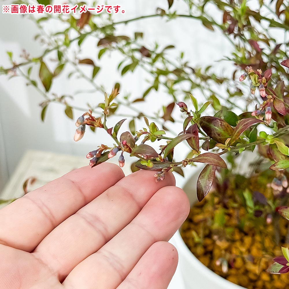 PLANCHU 果樹 ビルベリー 7号鉢 受け皿付き 育て方説明書付き Vaccinium myrtillus 苗 苗木 庭木 植木 ブルーベリー