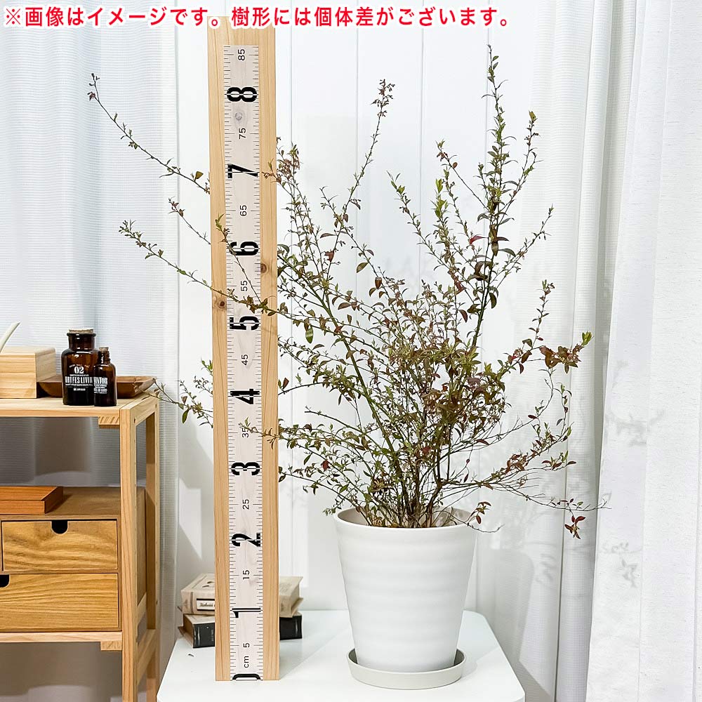 PLANCHU 果樹 ビルベリー 7号鉢 受け皿付き 育て方説明書付き Vaccinium myrtillus 苗 苗木 庭木 植木 ブルーベリー