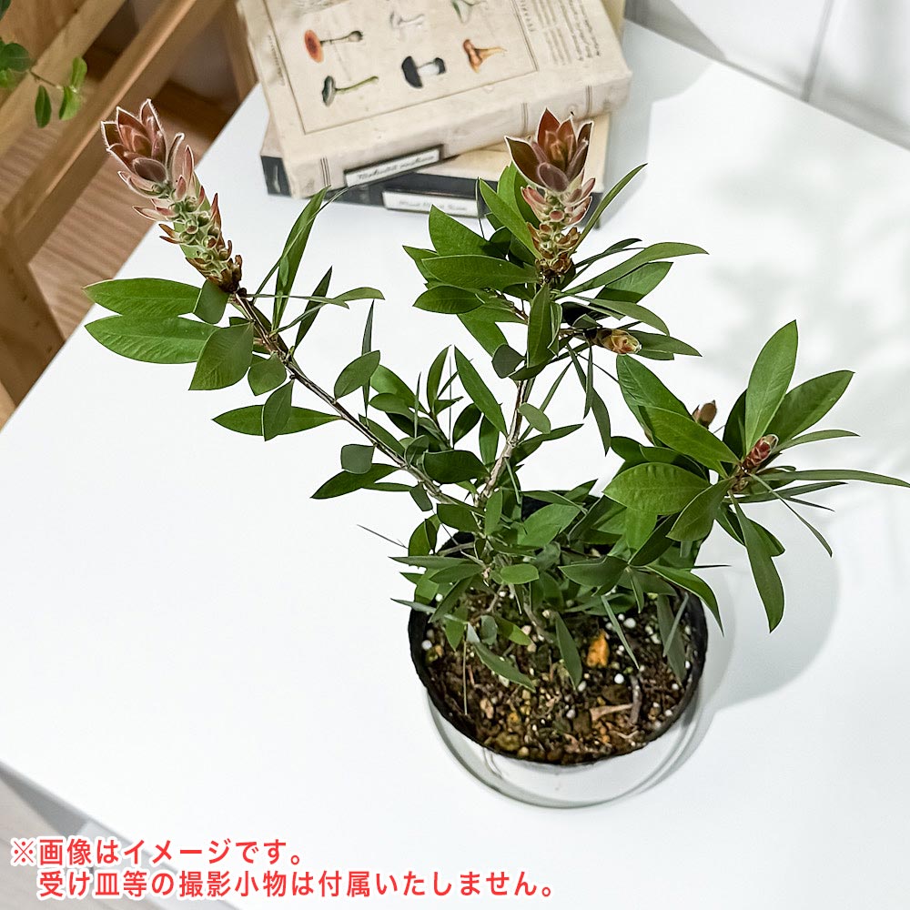 PLANCHU 花木 カリステモン レッド 4号ポット Callistemon ブラシノキ キンポウジュ 金宝樹 オージープランツ 庭木