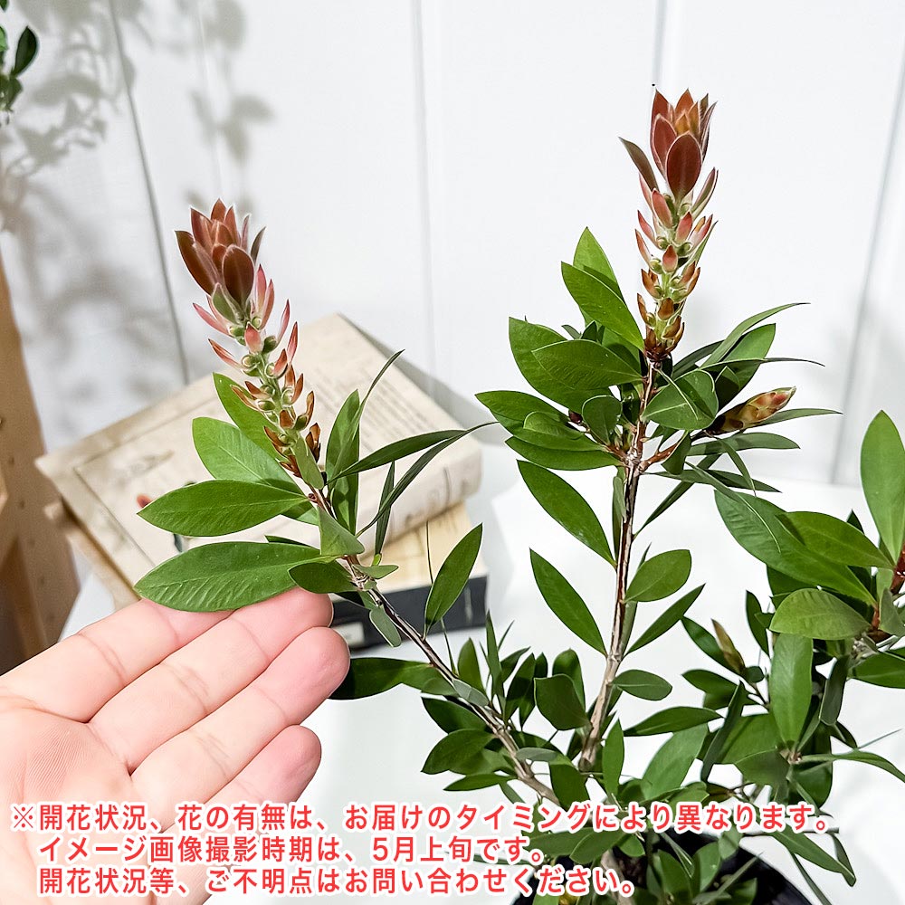PLANCHU 花木 カリステモン レッド 4号ポット Callistemon ブラシノキ キンポウジュ 金宝樹 オージープランツ 庭木