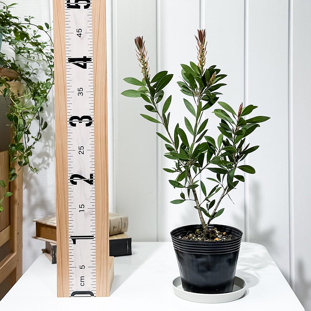 PLANCHU 花木 カリステモン レッド 4号ポット Callistemon ブラシノキ キンポウジュ 金宝樹 オージープランツ 庭木
