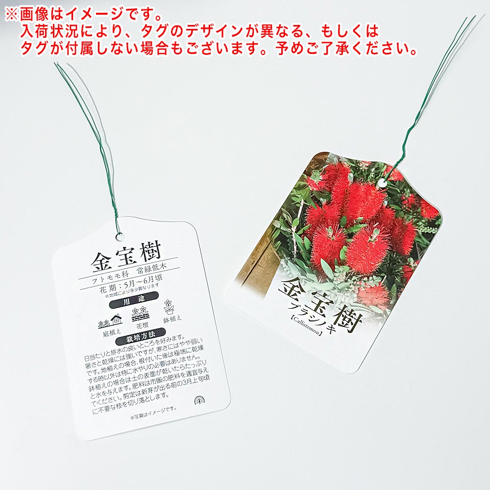 PLANCHU 花木 カリステモン レッド 4号ポット Callistemon ブラシノキ キンポウジュ 金宝樹 オージープランツ 庭木