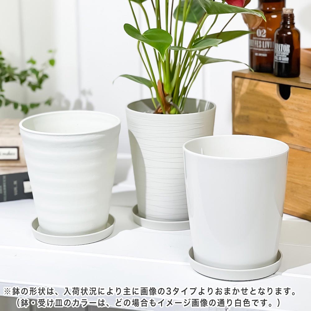 PLANCHU 観葉植物 アンスリウム シラノ 4号鉢 受け皿付き 育て方説明書付き Anthurium andraeanum ‘Cirano’ アンスリューム 鉢花 パープル系