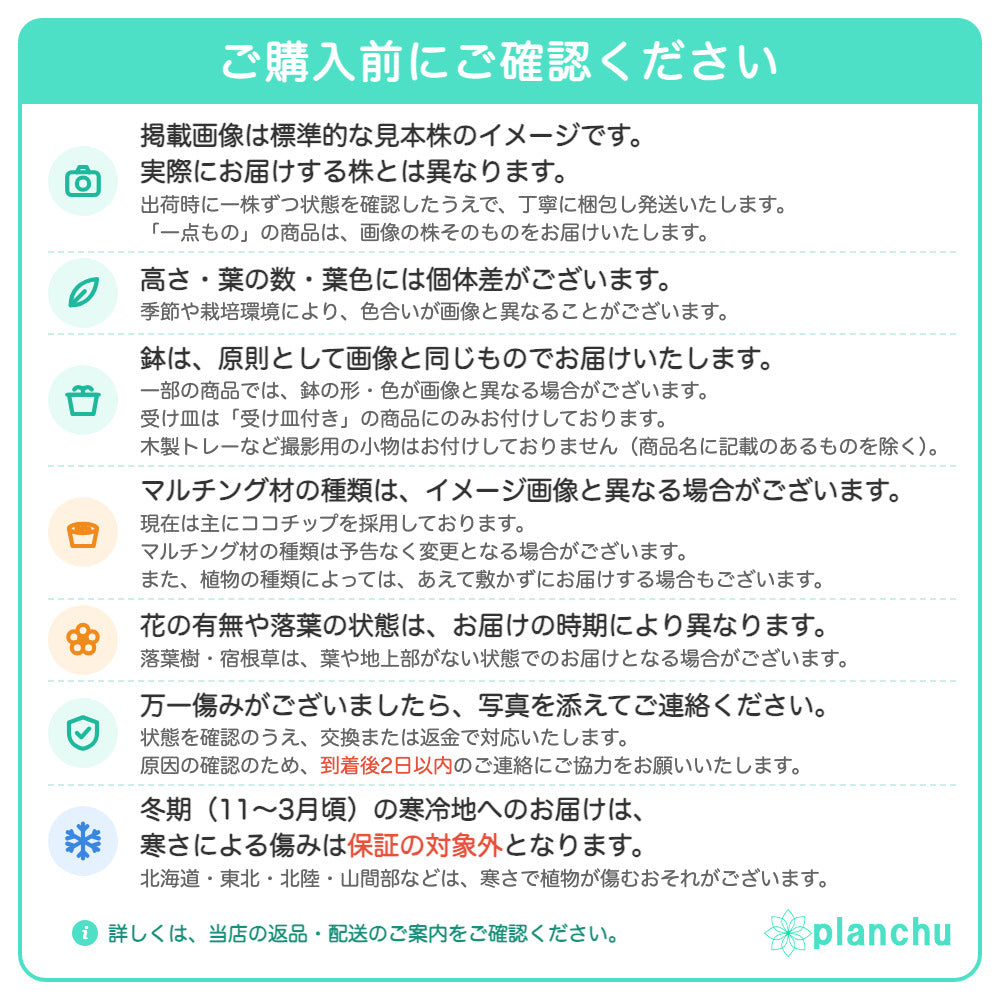 PLANCHU 観葉植物 フィカス ウンベラータ 4号鉢 受け皿付き 育て方説明書付き Ficus umbellata ゴムノキ