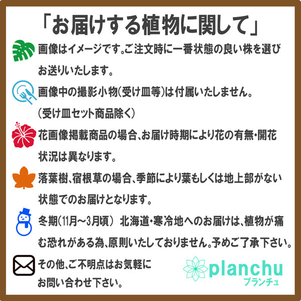 PLANCHU 母の日ギフト ミディ胡蝶蘭 ルージュ 2本立ち 5号陶器鉢 受け皿付き 育て方説明書付き エアプランツのおまけ付き ファレノプシス コチョウラン 洋ラン