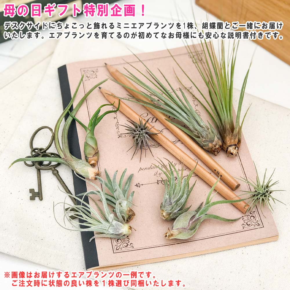 PLANCHU 母の日ギフト ミディ胡蝶蘭 ルージュ 2本立ち 5号陶器鉢 受け皿付き 育て方説明書付き エアプランツのおまけ付き ファレノプシス コチョウラン 洋ラン