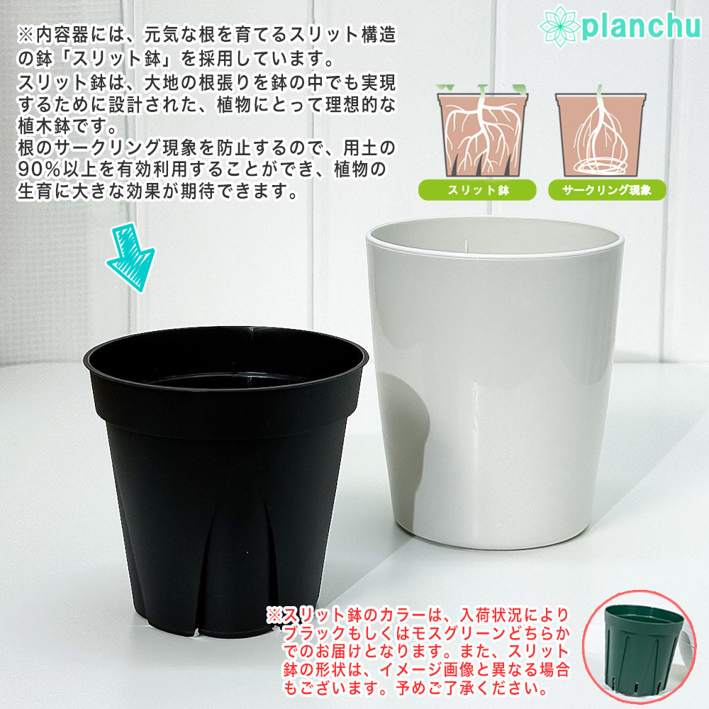 PLANCHU 観葉植物 フリーセア サウンデルシー 4号鉢 受け皿付き 育て方説明書付き Vriesea saundersii ブロメリア タンクブロメリア