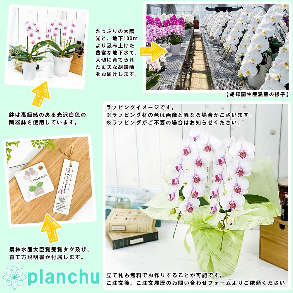 PLANCHU 母の日ギフト ミディ胡蝶蘭 ルージュ 2本立ち 5号陶器鉢 受け皿付き 育て方説明書付き エアプランツのおまけ付き ファレノプシス コチョウラン 洋ラン