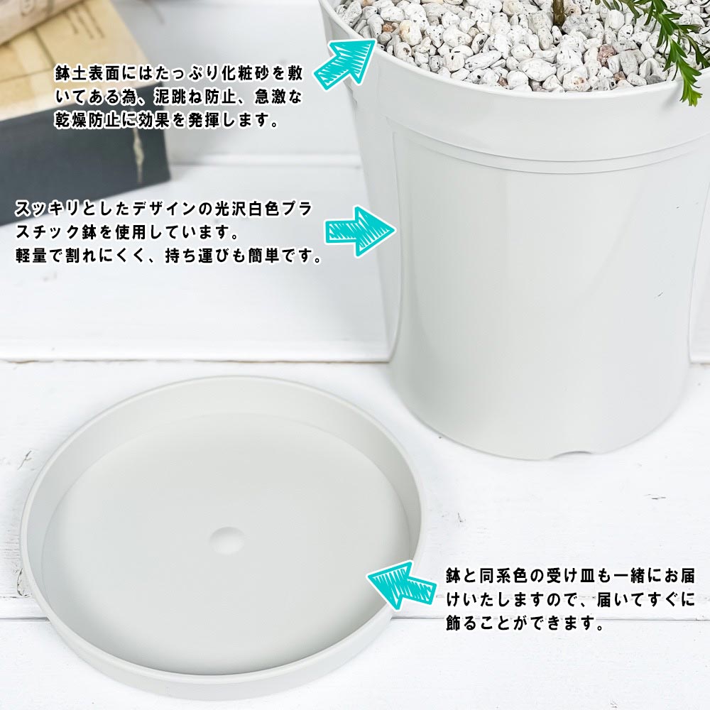 PLANCHU 虫除け植物 モスキートブロッカー 4号鉢 3鉢セット 受け皿付き 育て方説明書付き Leptospermum liversidgei レプトスペルマム オージープランツ ハーブ苗 PVP